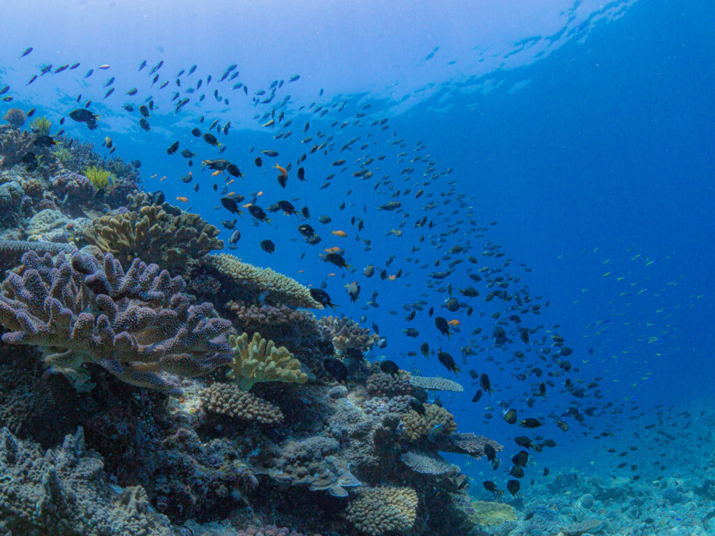 沖縄 ダイビング