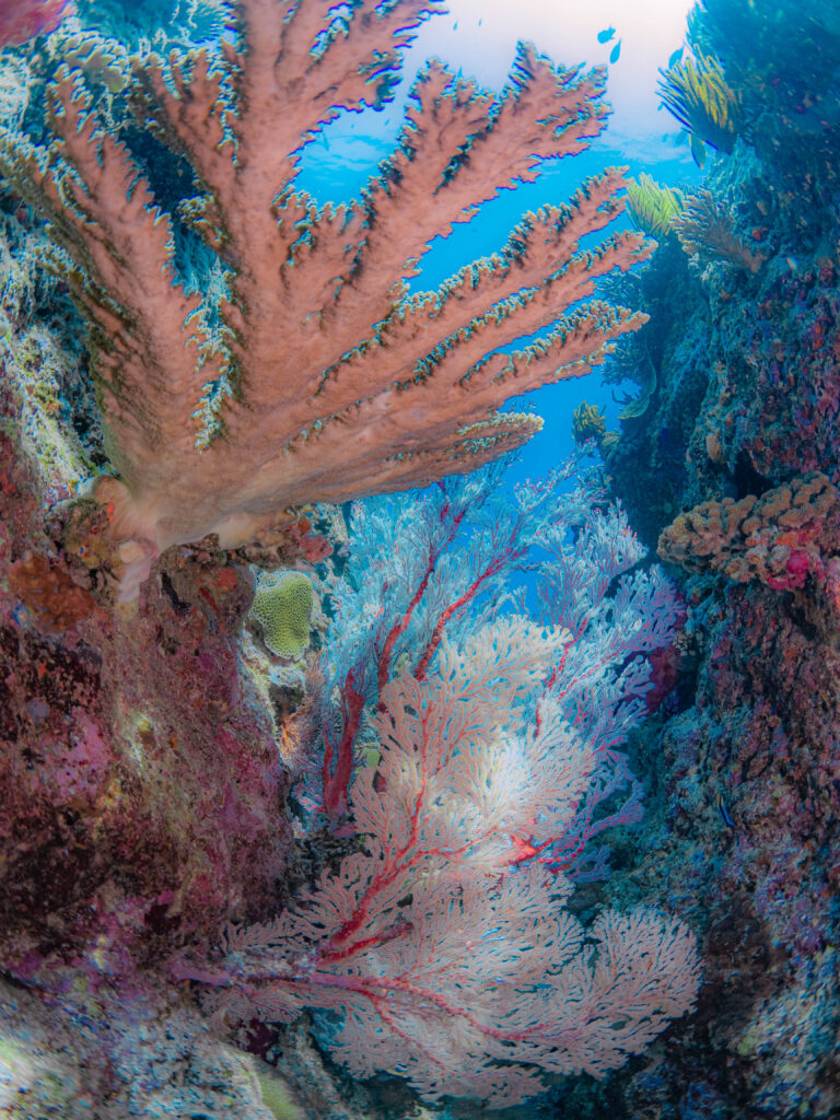 沖縄 ダイビング