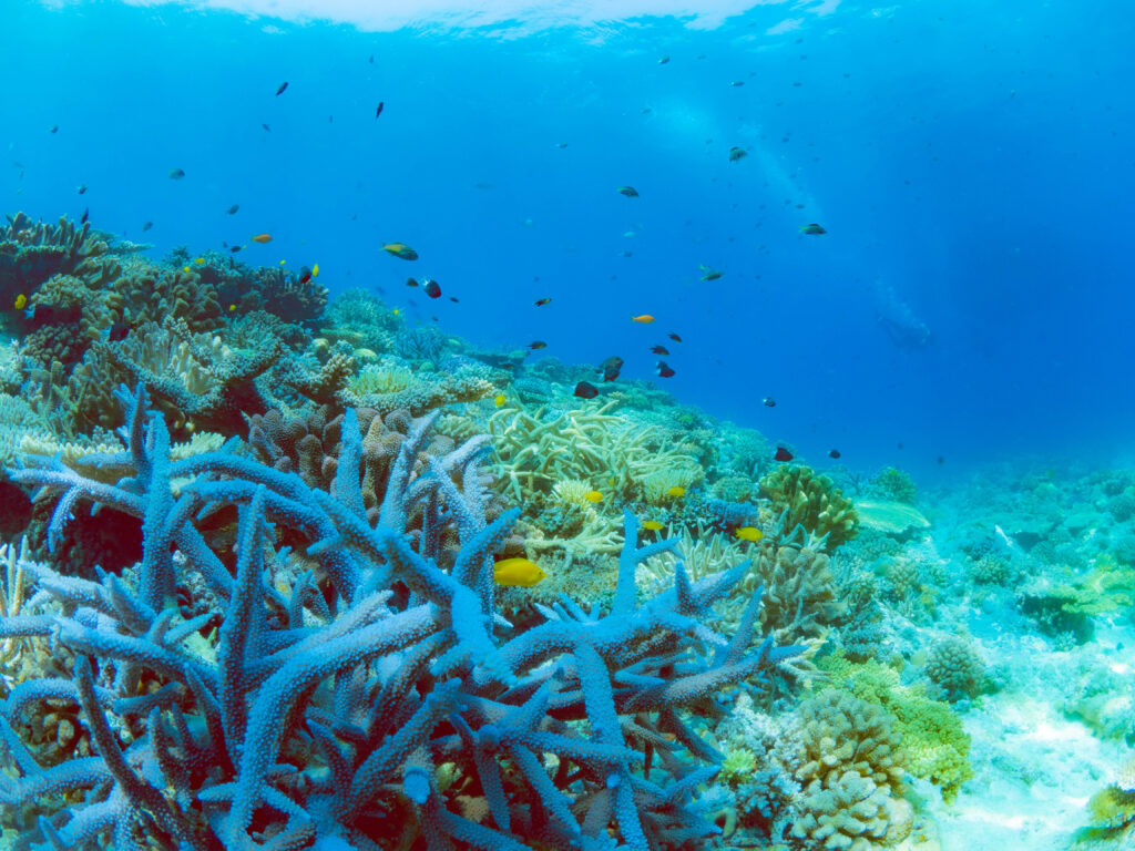 沖縄 ダイビング