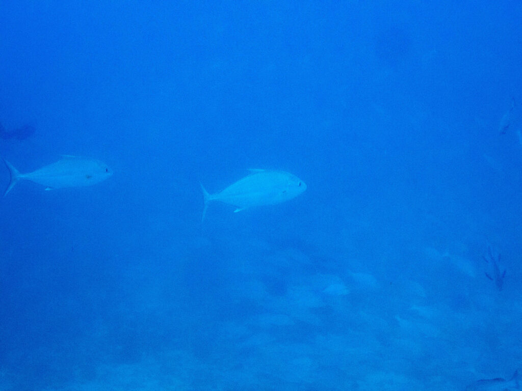 沖縄 トライアングル