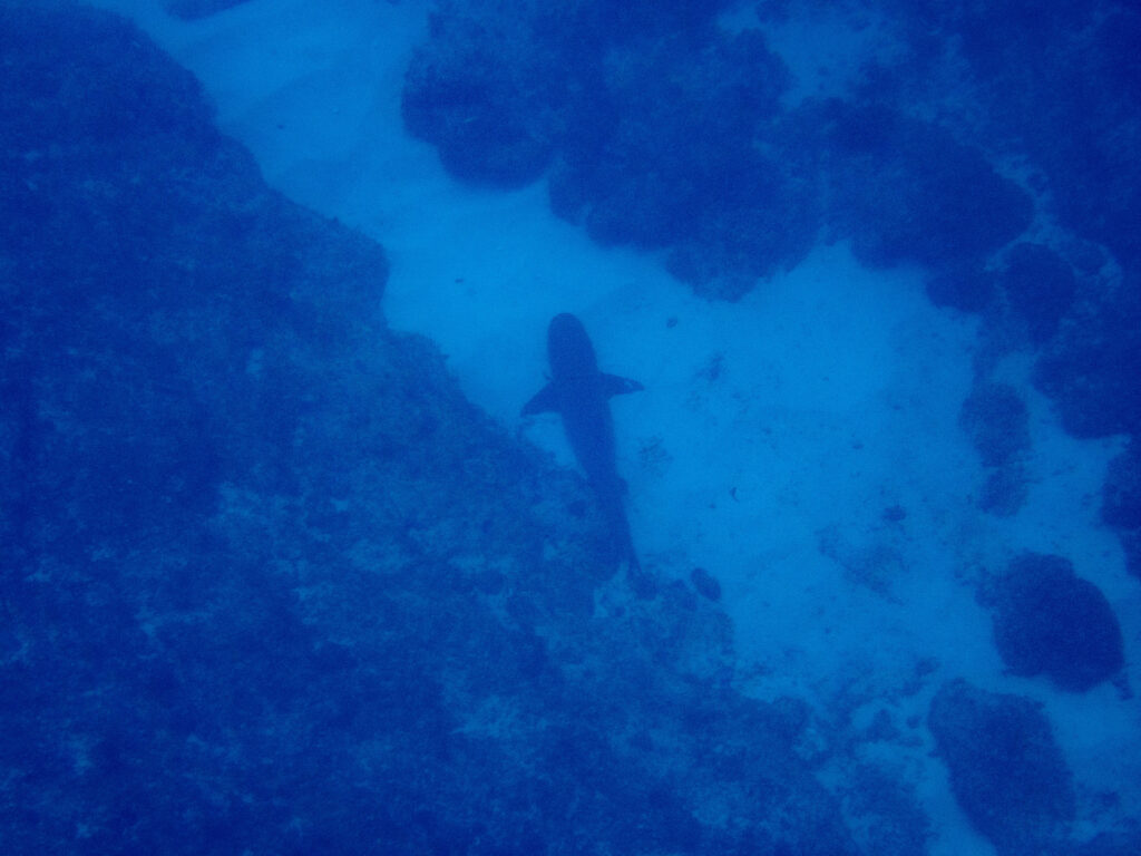 沖縄 トライアングル