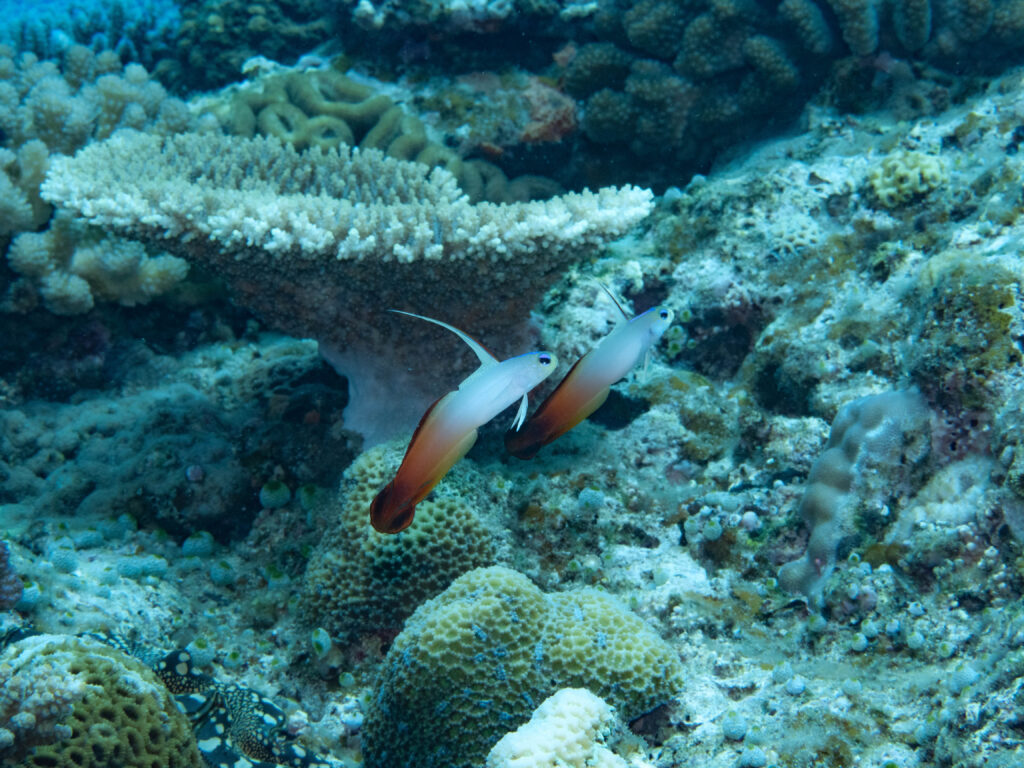 万座　ダイビング