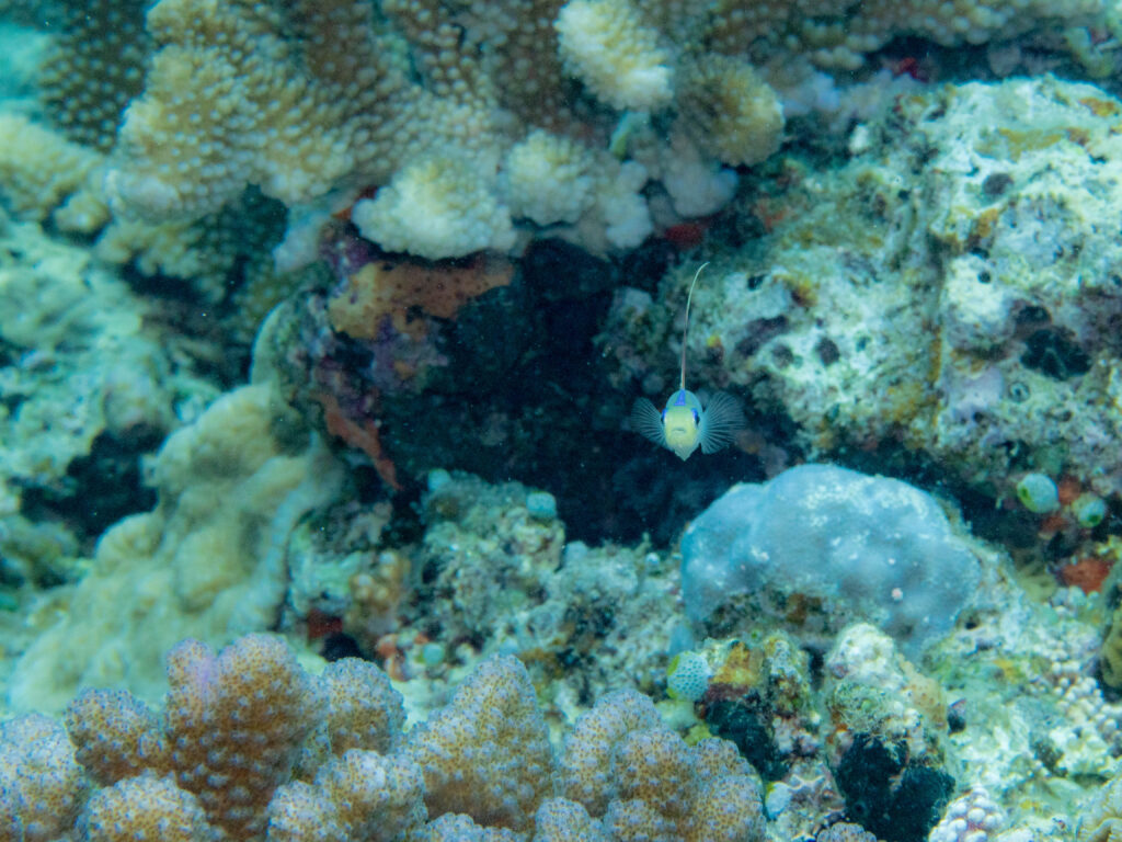 万座　ダイビング