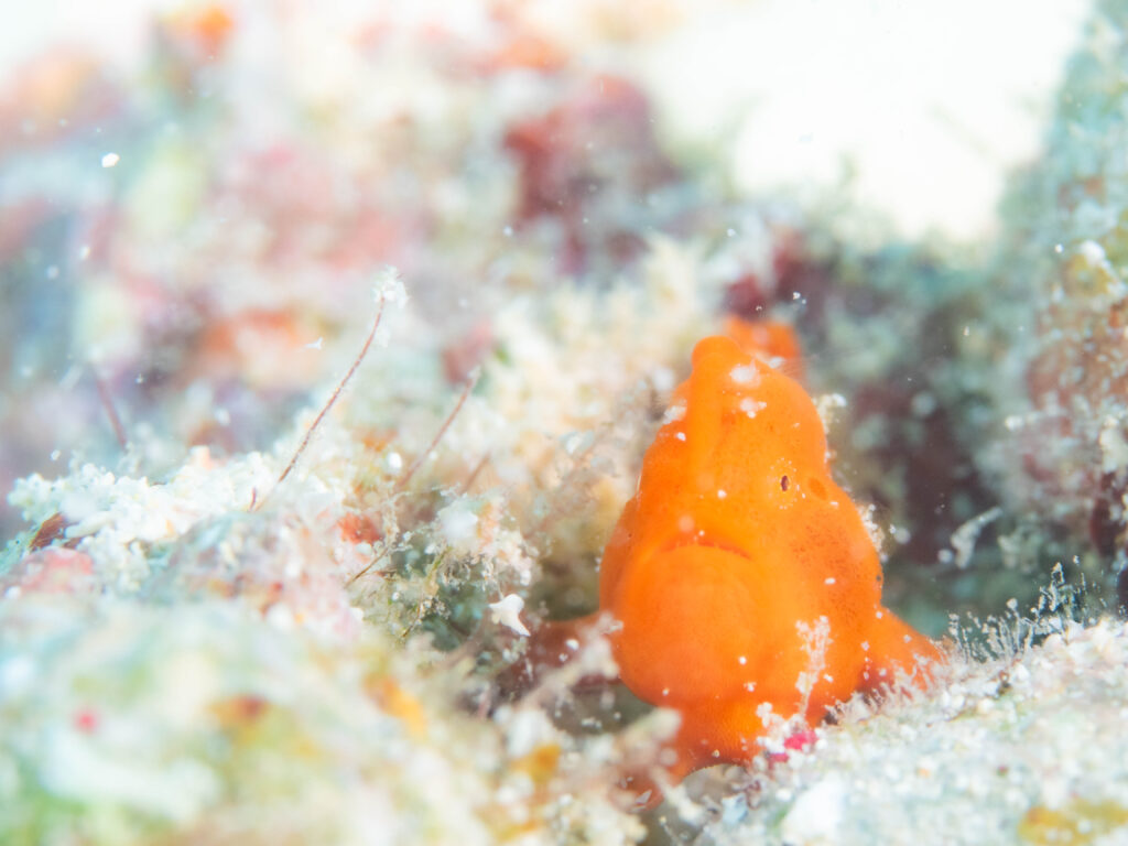 沖縄 ダイビング