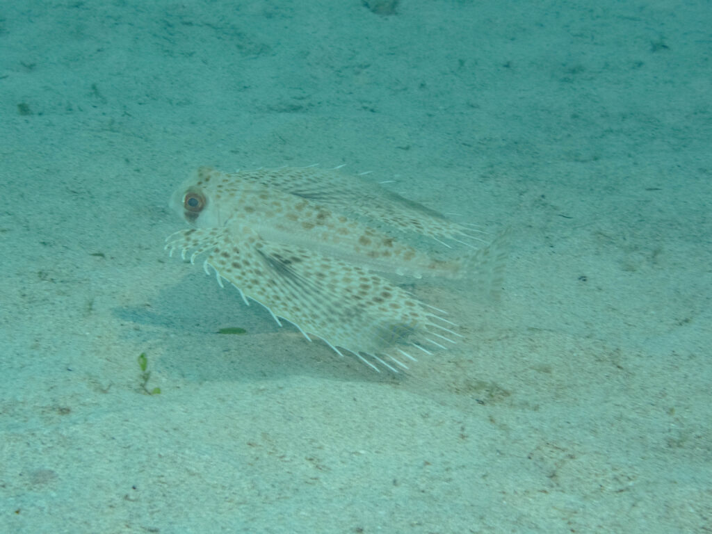 沖縄 ダイビング