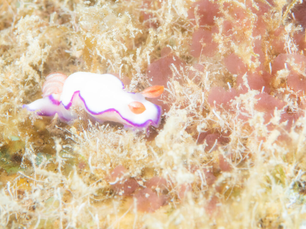 沖縄 ダイビング