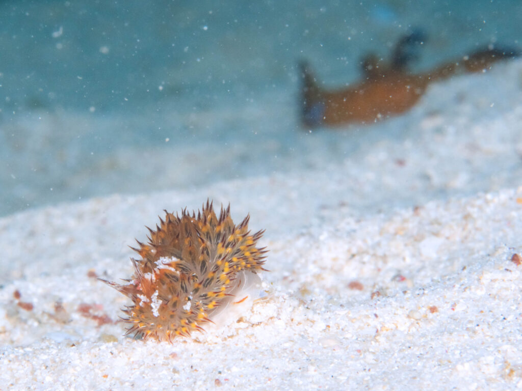 沖縄 ダイビング