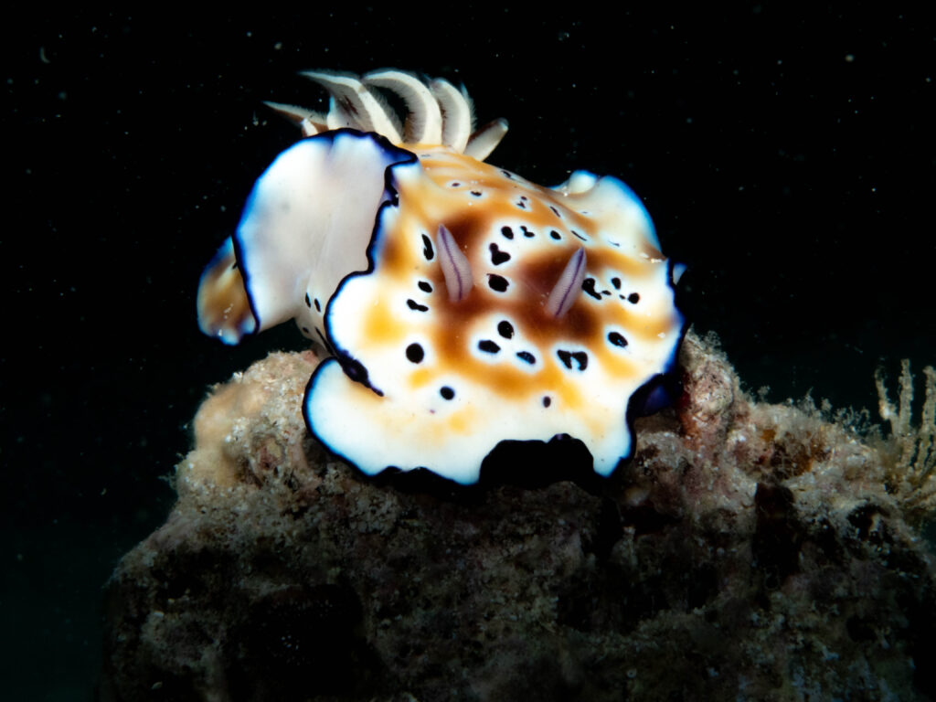 沖縄 ダイビング