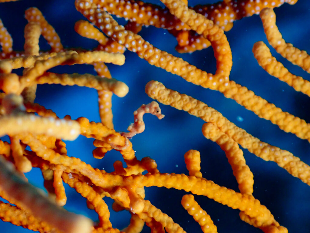 恩納村 ダイビング