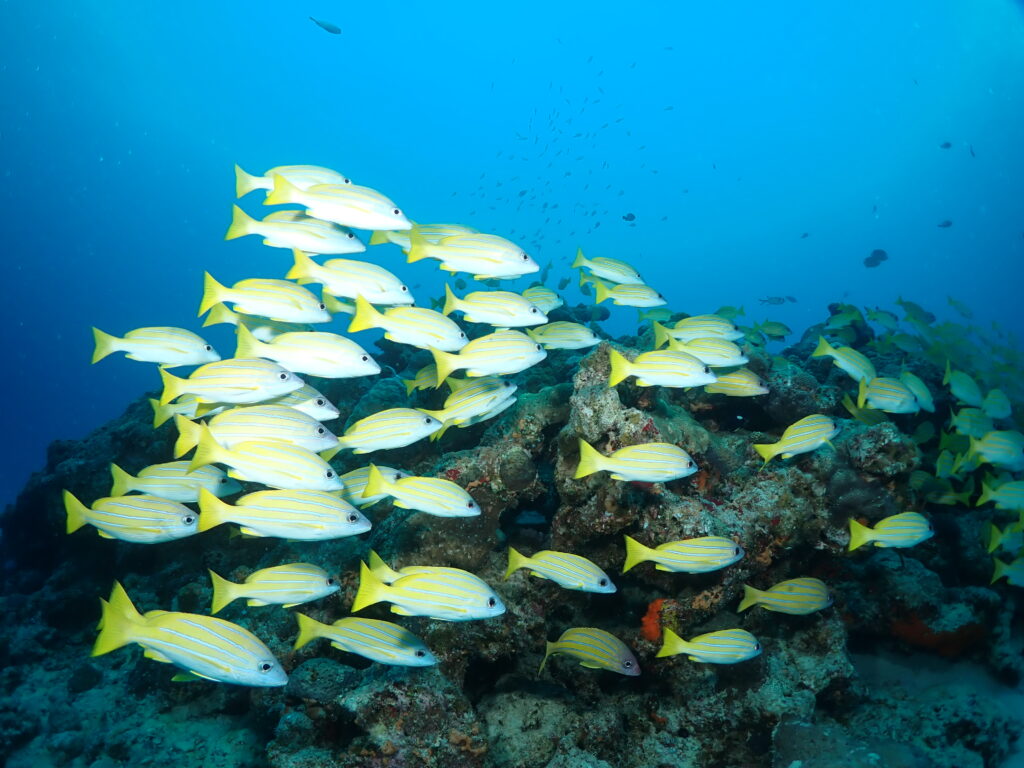 沖縄　ダイビング