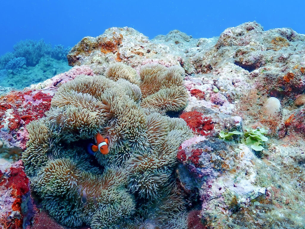 沖縄　カクレクマノミ