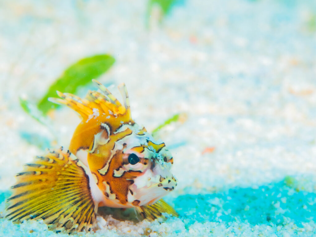 恩納村　ダイビング