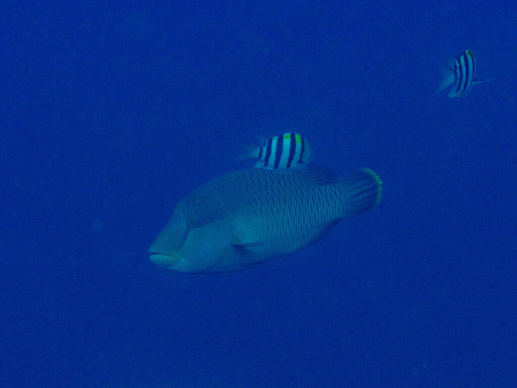 恩納村　ダイビング