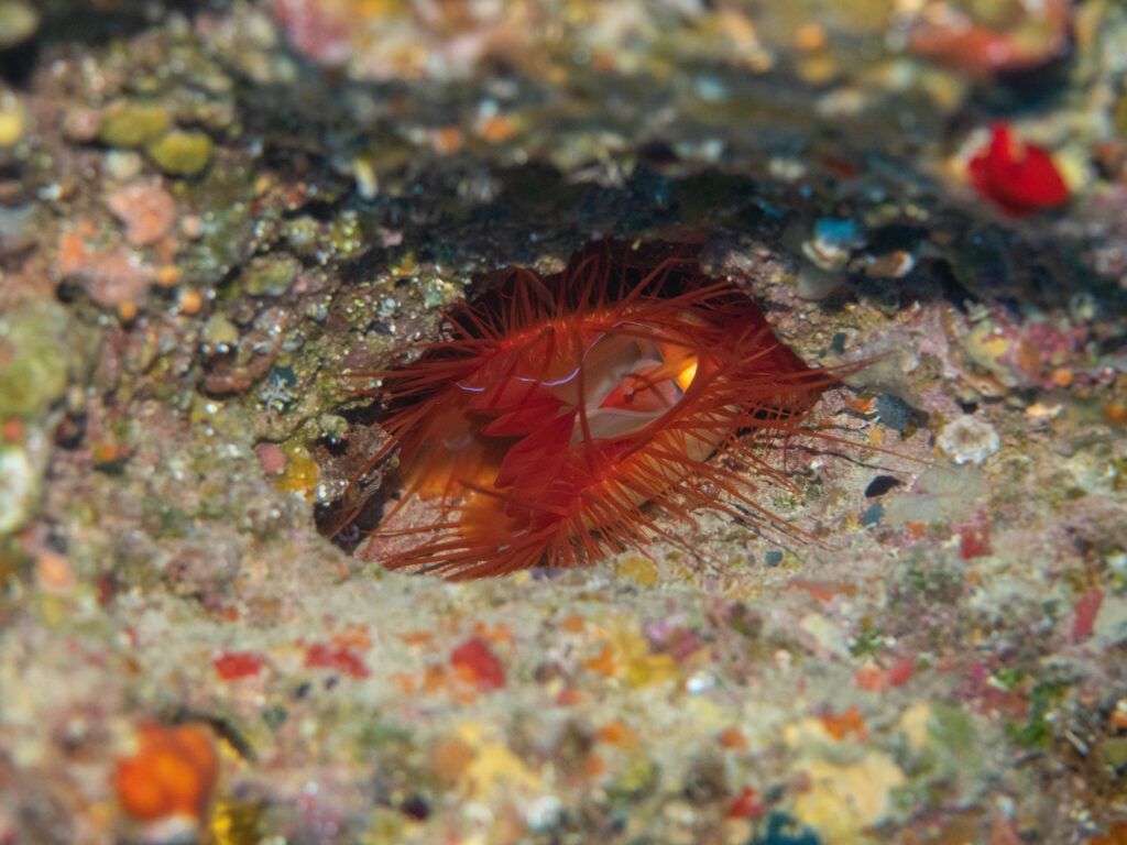 恩納村　ダイビング