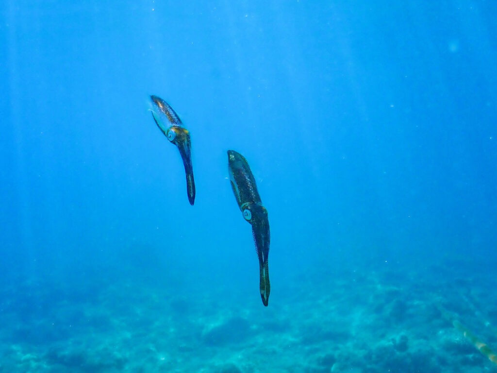 沖縄 ダイビングライセンス