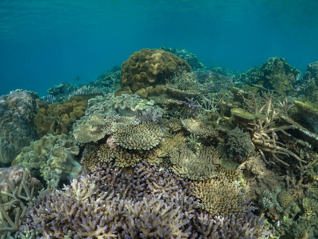 沖縄 ダイビングライセンス