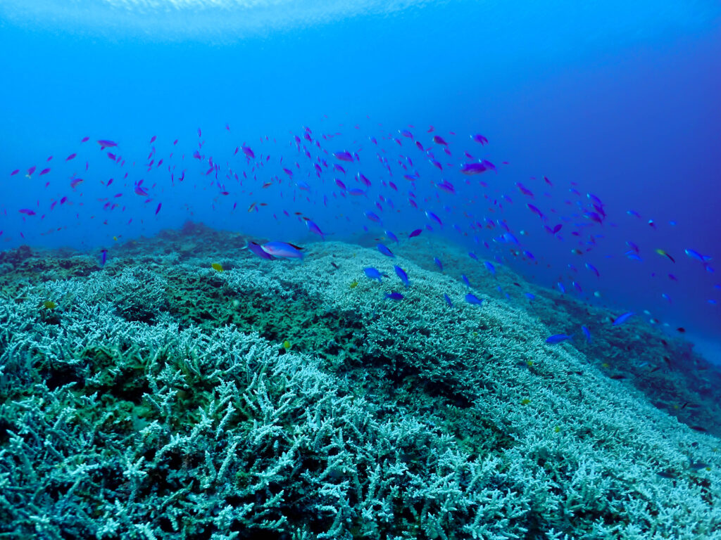 沖縄　ダイビングライセンス