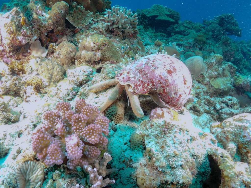 沖縄　ダイビングライセンス