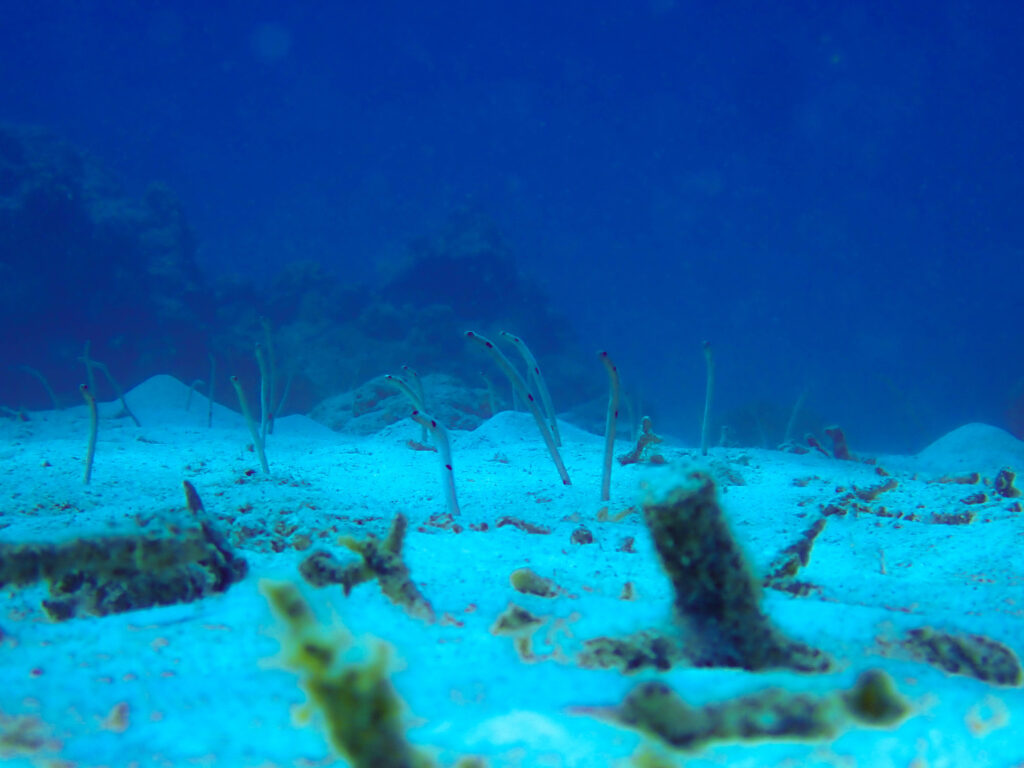 沖縄　ダイビングライセンス