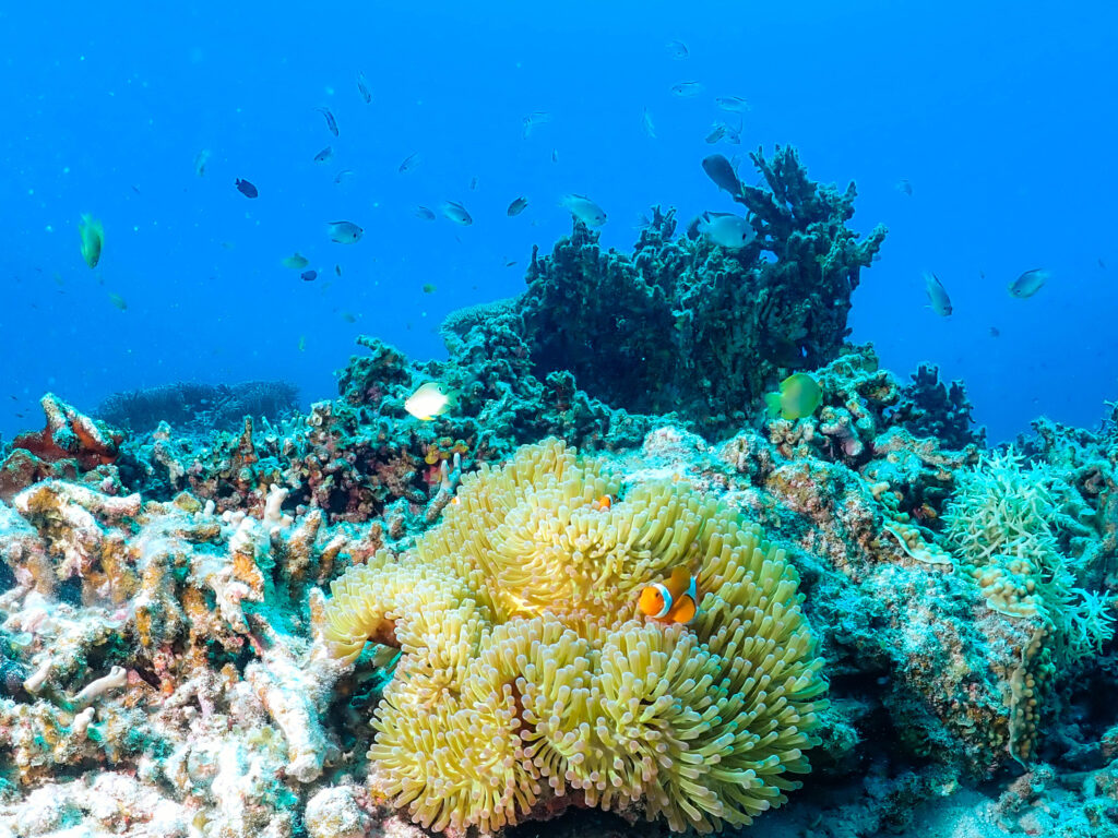 沖縄　ダイビングライセンス