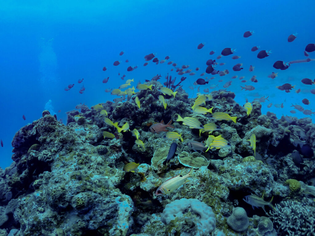 水納島 体験ダイビング