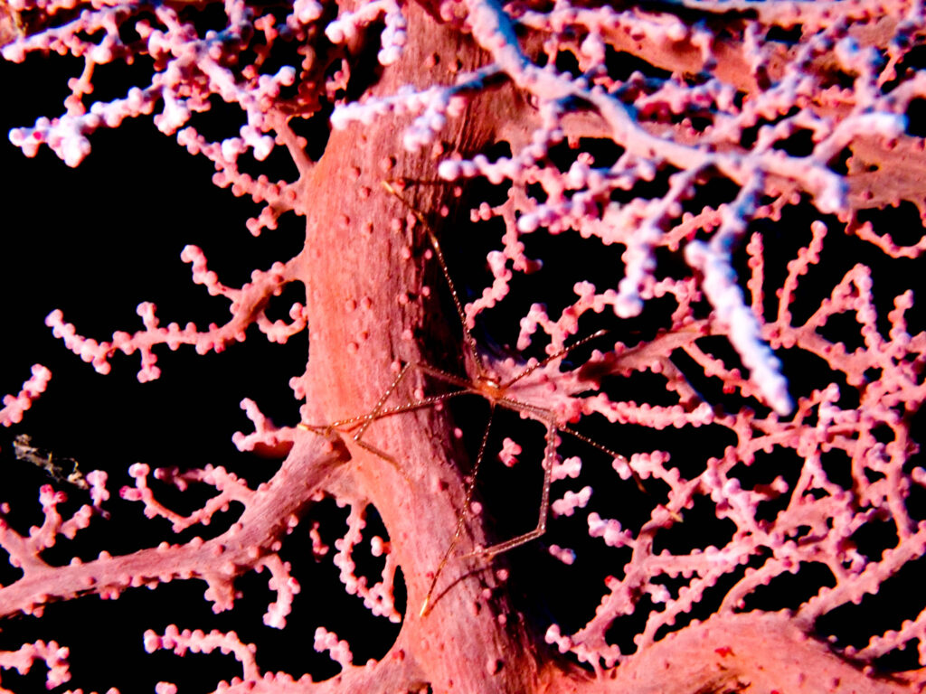 沖縄　ダイビング