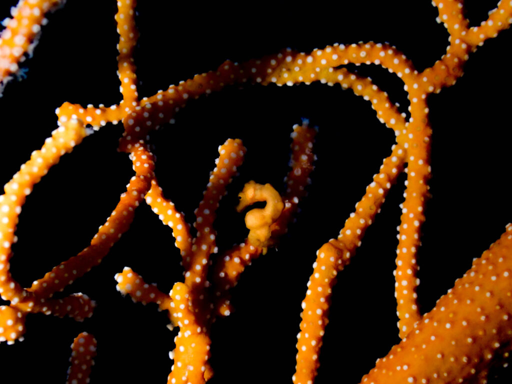 万座　ダイビング