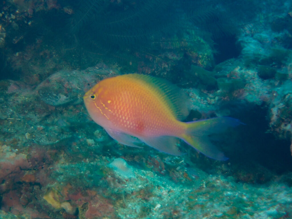 万座　ダイビング