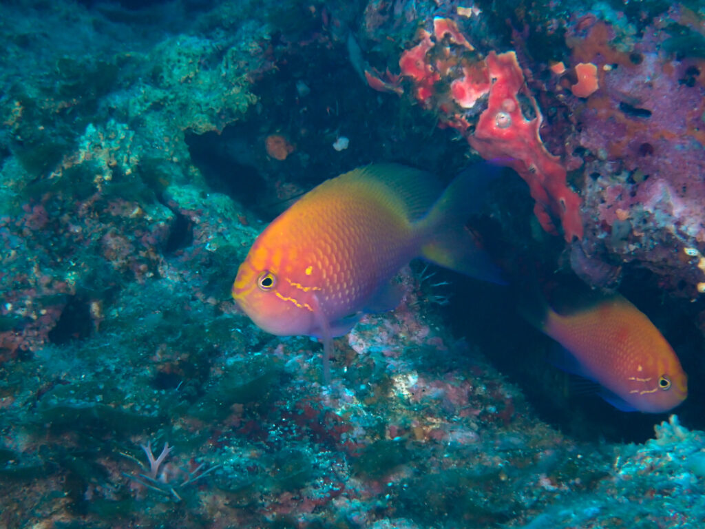 万座　ダイビング