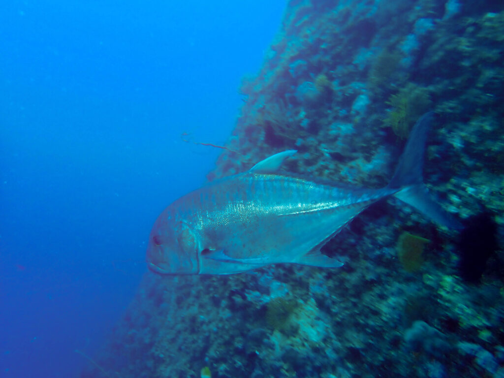 万座　ダイビング