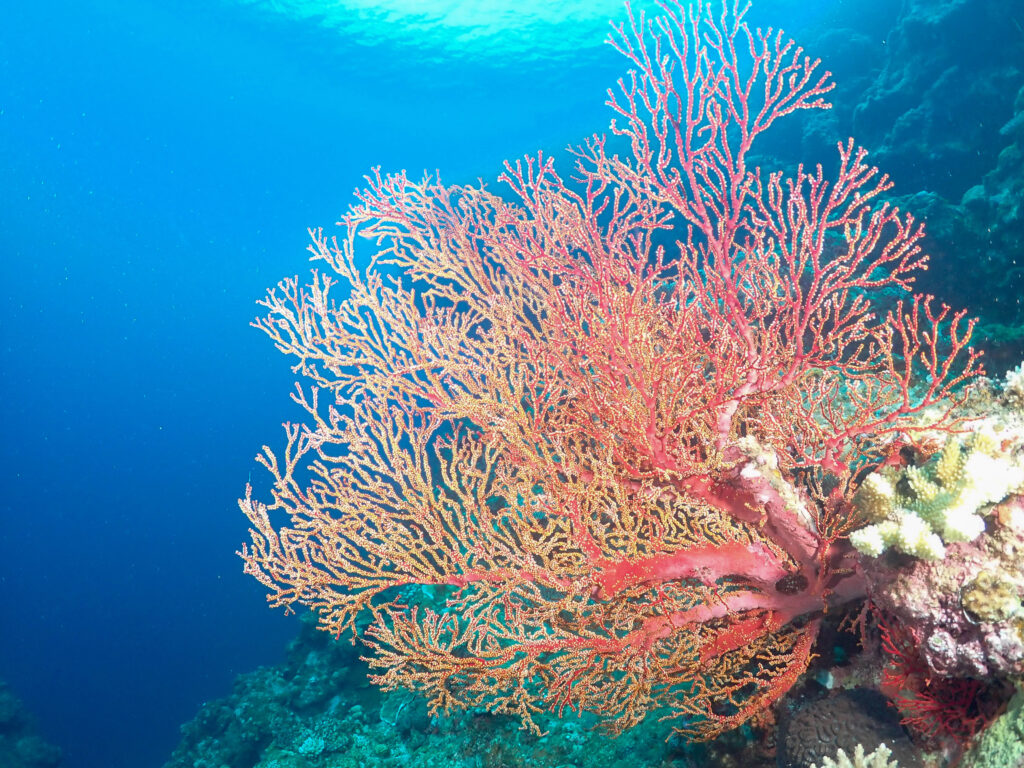 万座　ダイビング