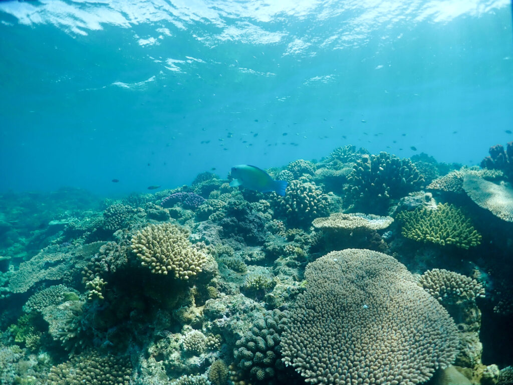 水納島　体験ダイビング