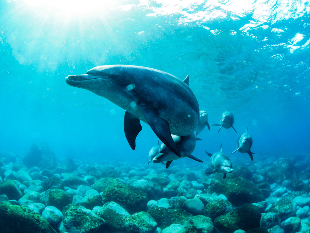 御蔵島　ドルフィンスイム