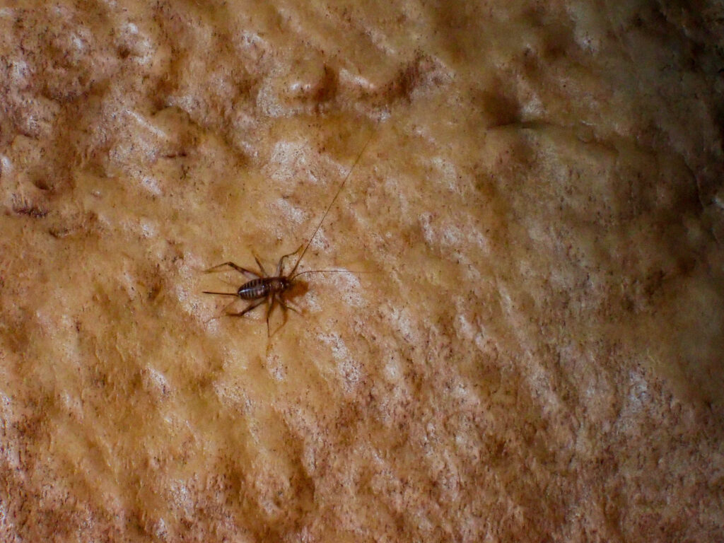 辺戸岬 ダイビング