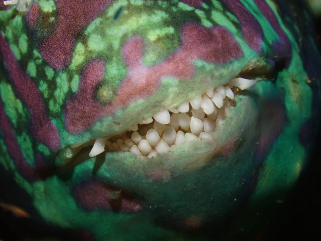 沖縄 ナイトダイビング