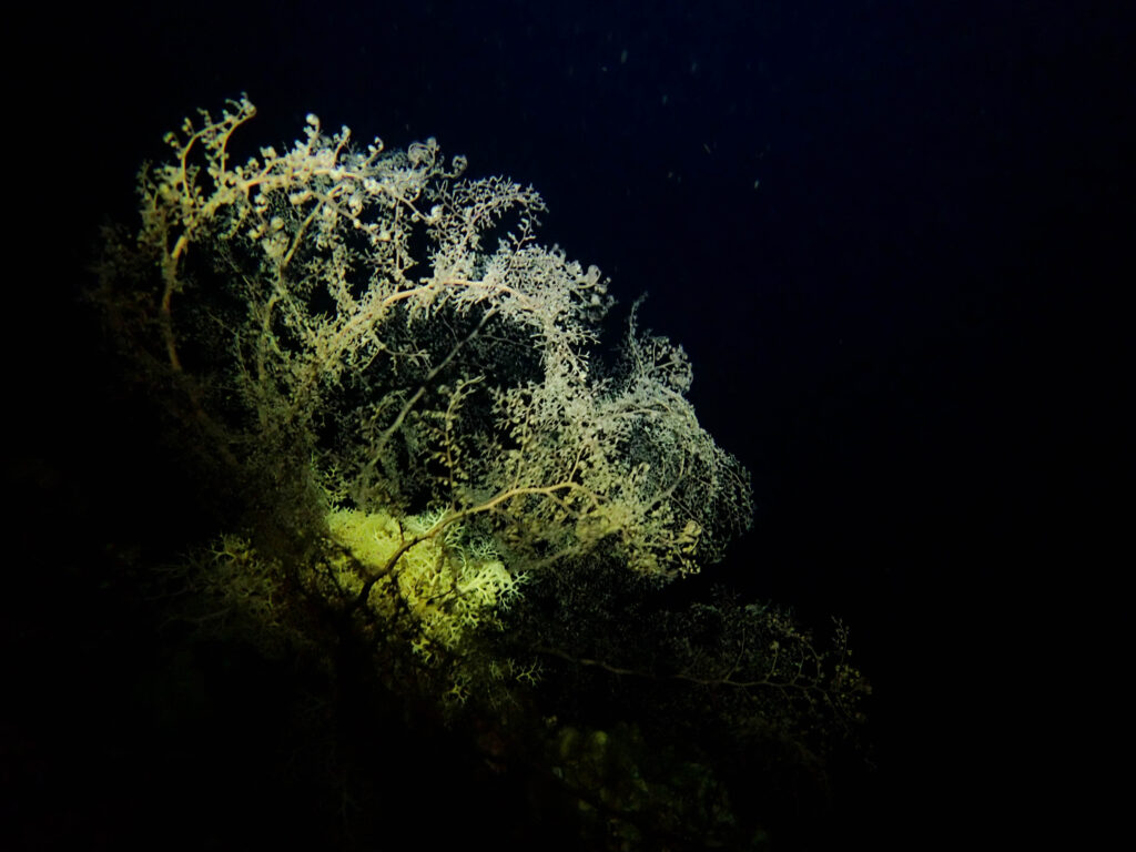 沖縄 ナイトダイビング