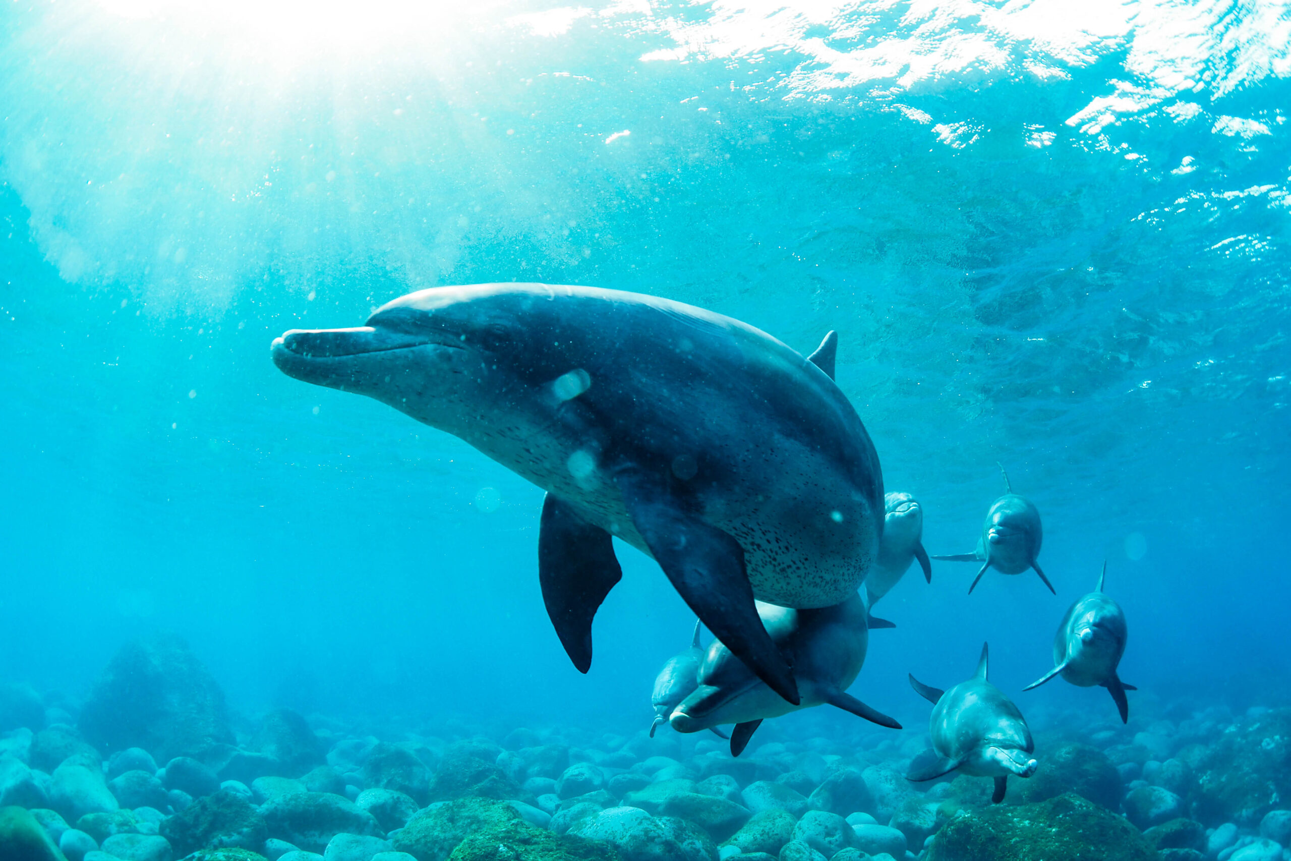 沖縄　ダイビングライセンス