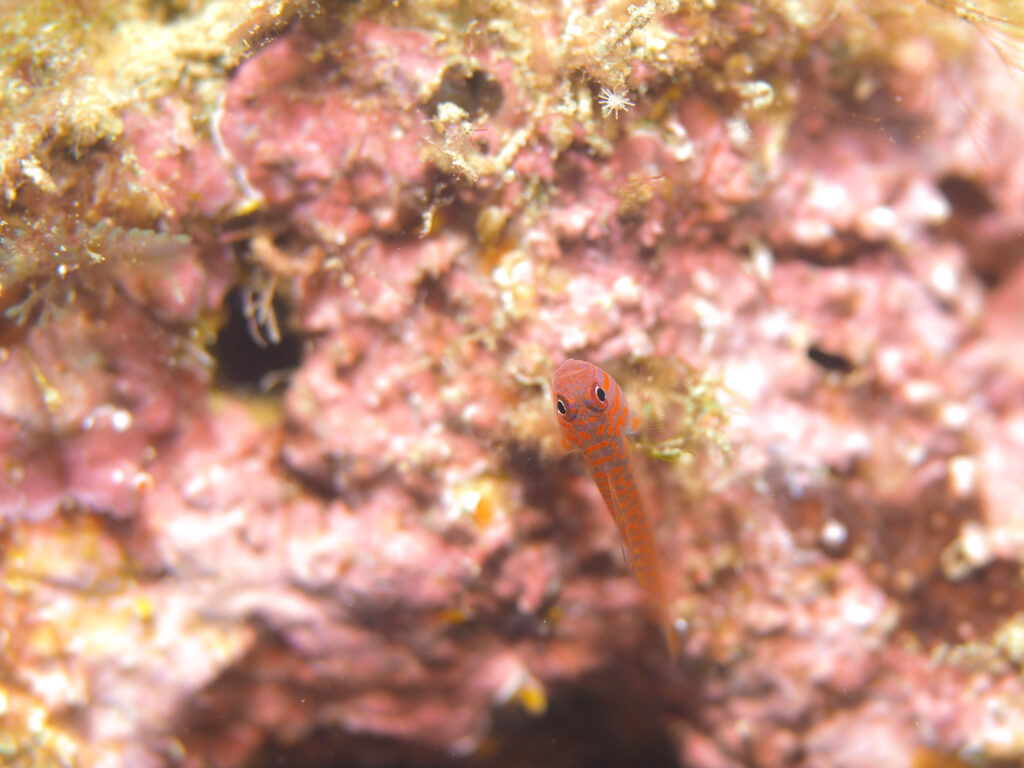 沖縄　ダイビング