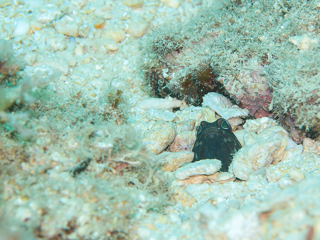 沖縄　ダイビング