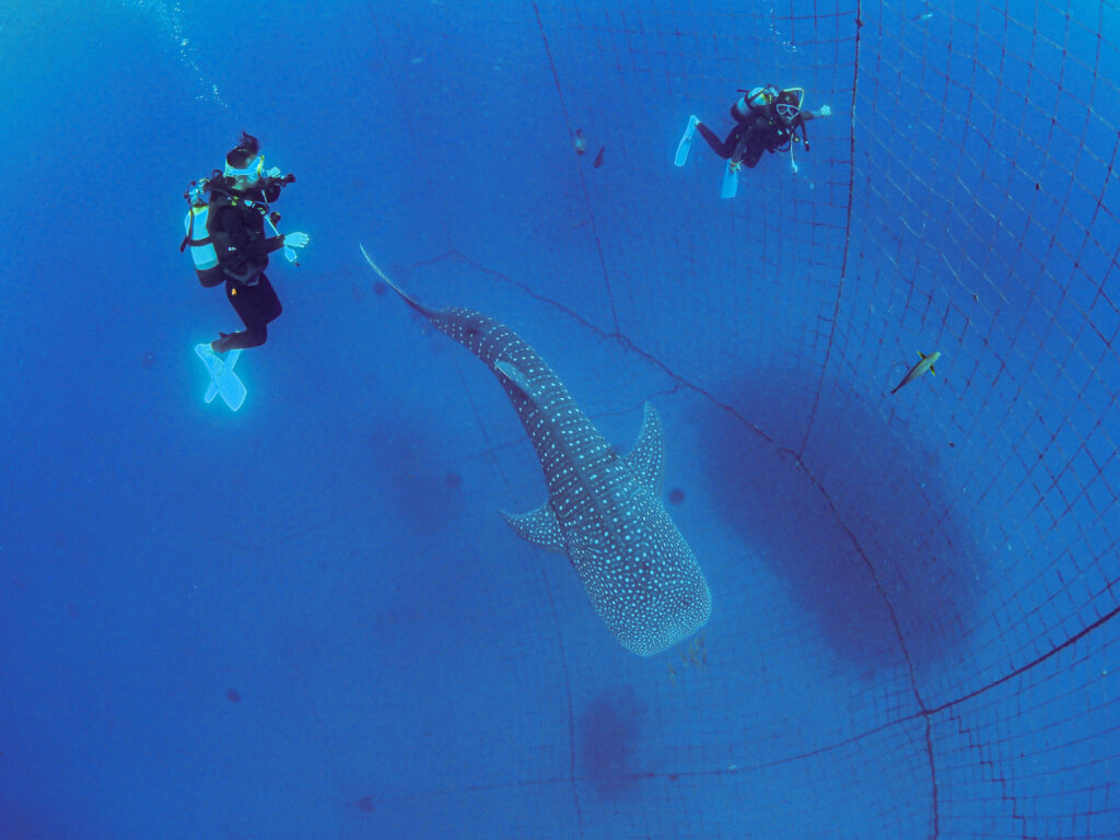 うちなんちゅ ダイビング