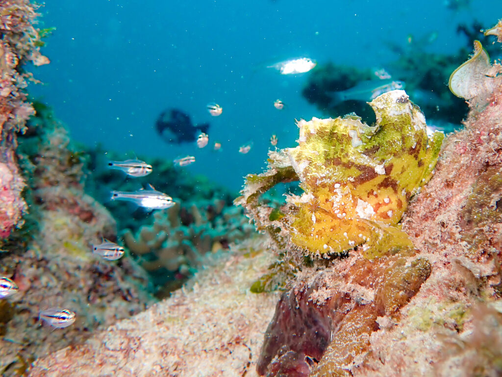 沖縄東海岸 ダイビング