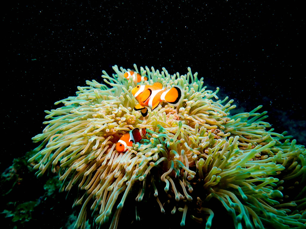 沖縄東海岸 ダイビング