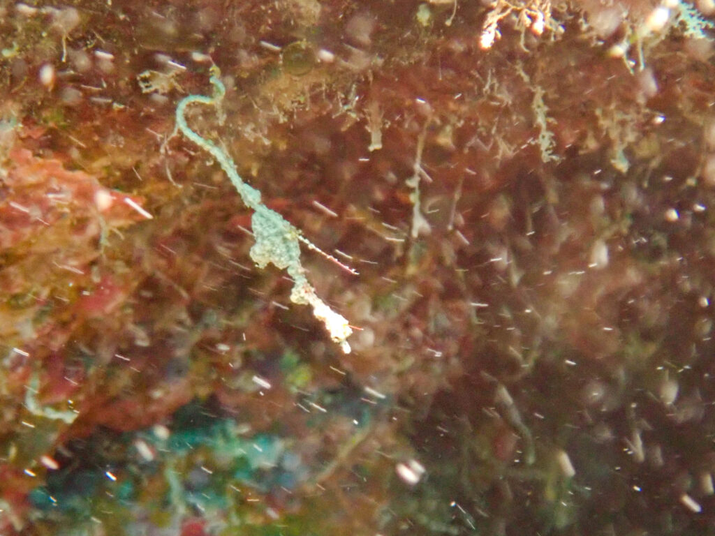 沖縄東海岸 ダイビング