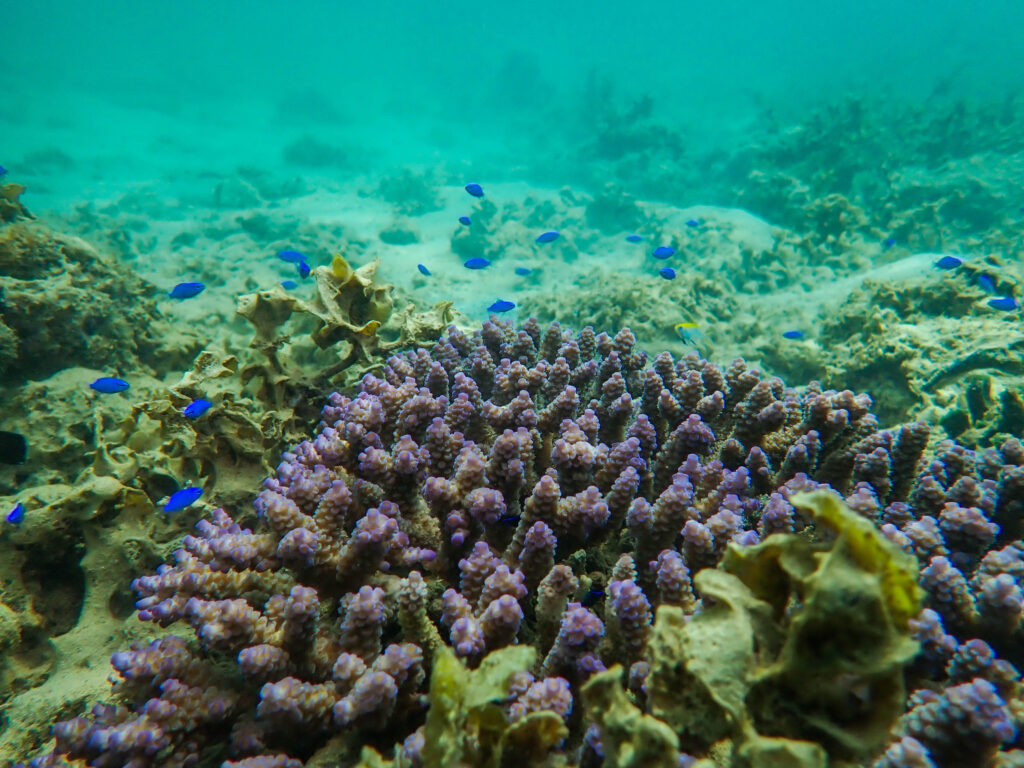 レッドビーチ　マクロダイビング