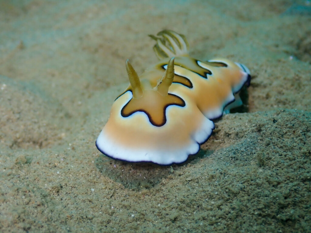 レッドビーチ　マクロダイビング