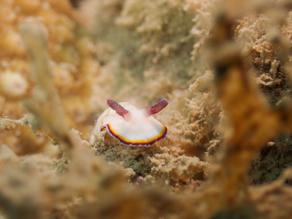 レッドビーチ　マクロダイビング