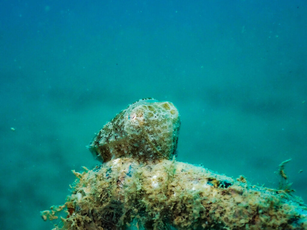 レッドビーチ　マクロダイビング