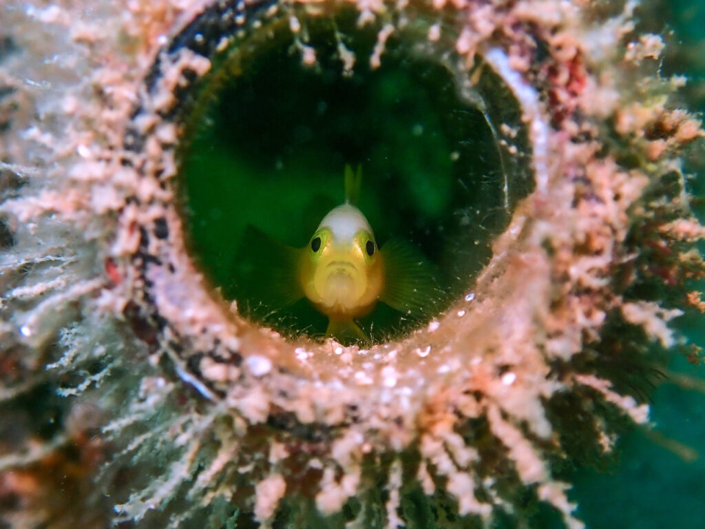 沖縄　ダイビング