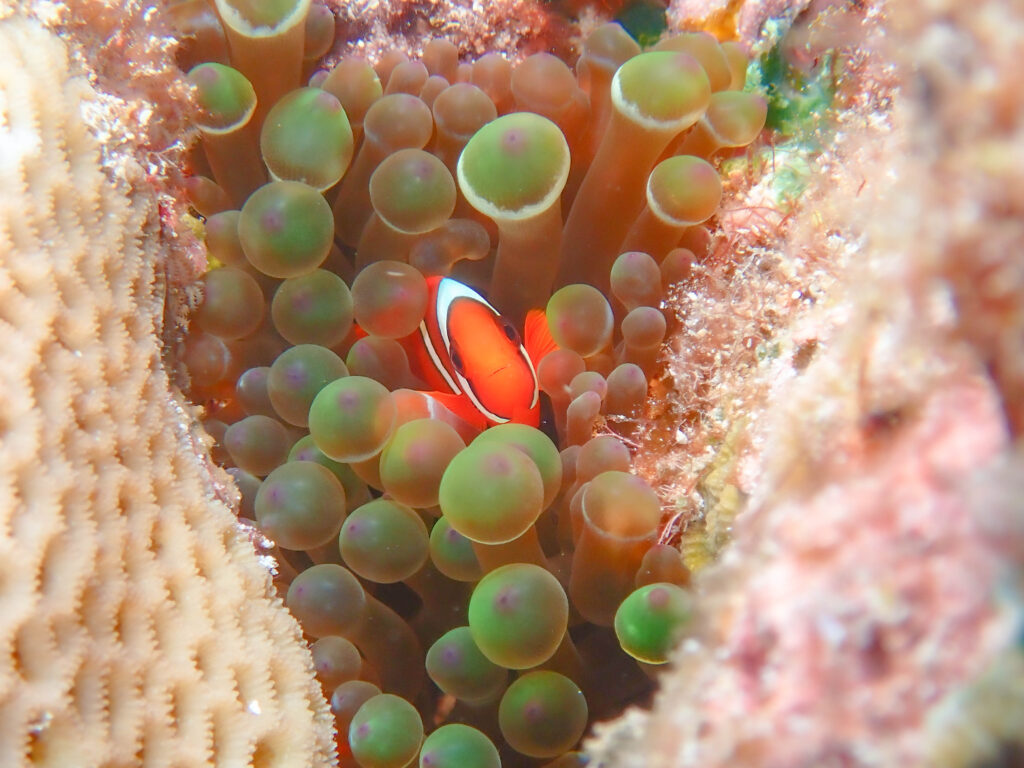 水納島 ダイビング