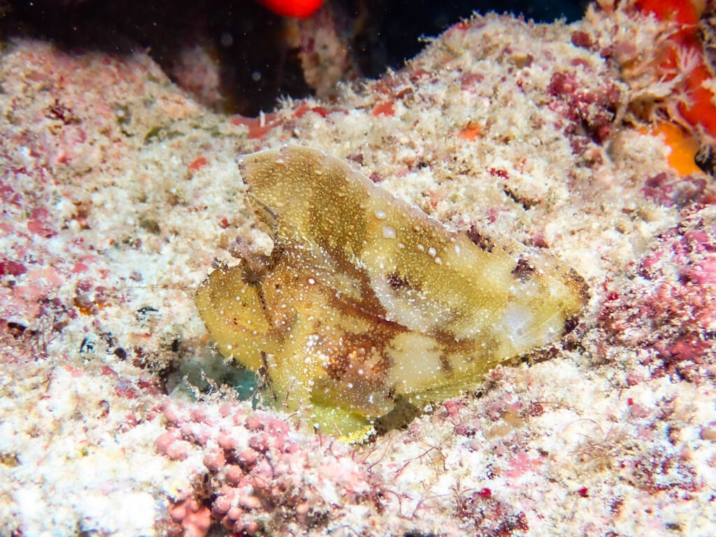 水納島 ダイビング